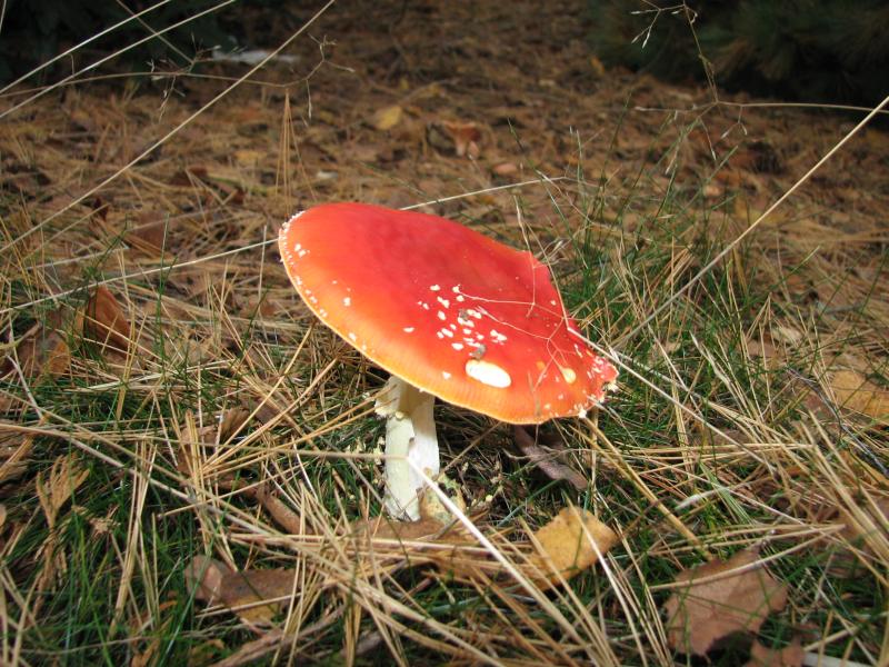 V62IMG_4964
